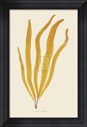 Framed Alaria Esculenta Print
