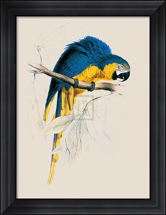 Framed Blue and Yellow Maccaw Print