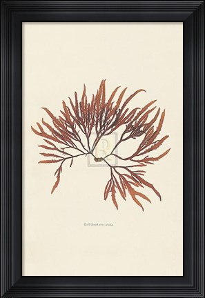 Framed Calliblepharis Jubata Print