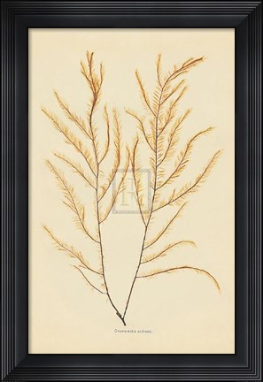 Framed Desmarestia Aculeata Print