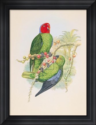 Framed Geoffroyius Timorlaoensis Print