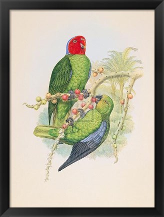 Framed Geoffroyius Timorlaoensis Print