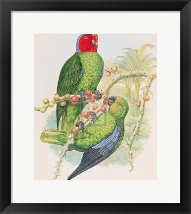 Framed Geoffroyius Timorlaoensis Print