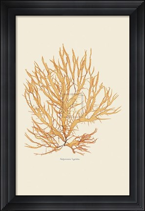 Framed Halymenia Ligulata Print