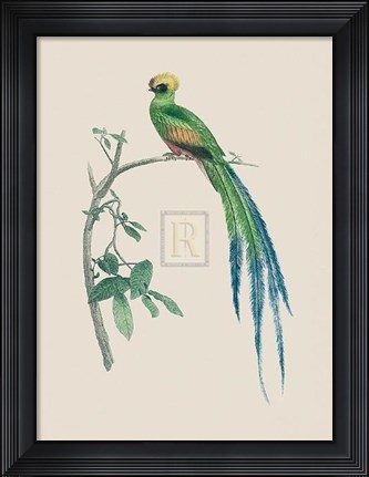 Framed Le Couroucou Resplendissant Print