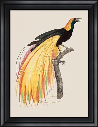 Framed Le Grand Oiseau De Paradis Emeraude Print
