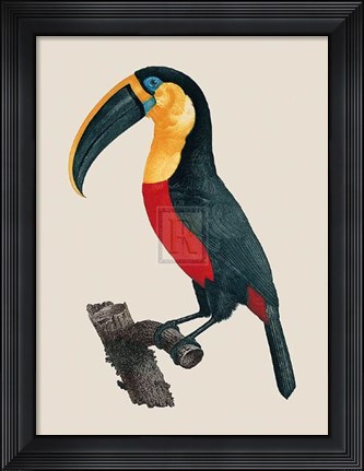 Framed Le Grand Toucan Print