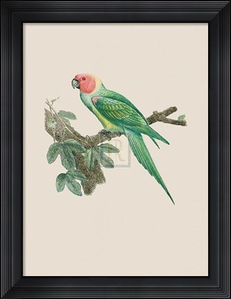 Framed Le Petit Ara Print