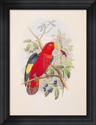 Framed Lorius Tibialis Print