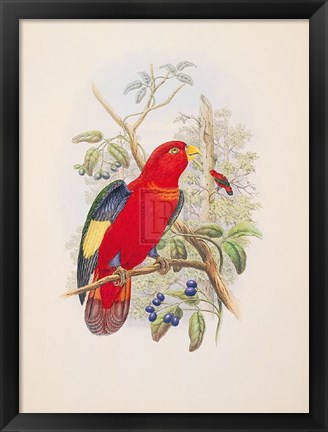 Framed Lorius Tibialis Print