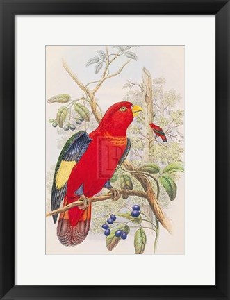 Framed Lorius Tibialis Print