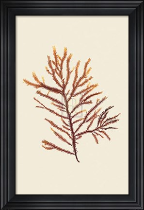 Framed Phacelocarfius Print