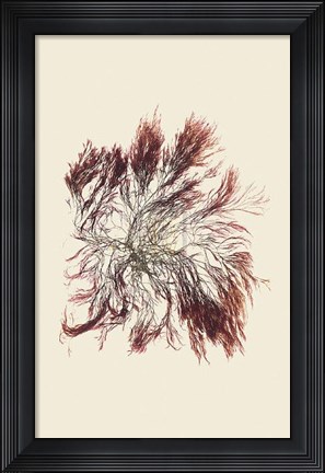 Framed Polysipliunin Veriagate Print