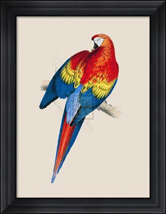Framed Red and Yellow Maccaw Print