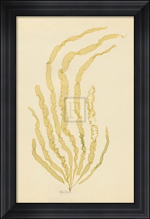 Framed Ulva Linza Print