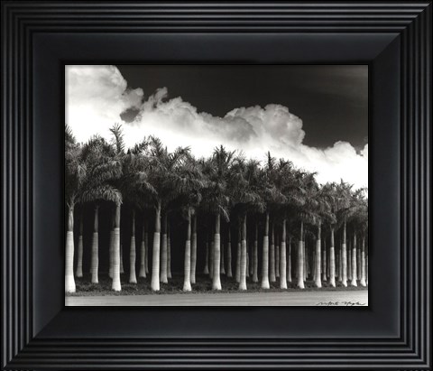 Framed White Palms, Costa Rica Print