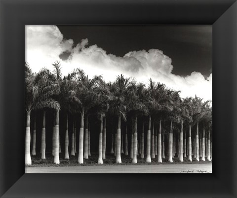 Framed White Palms, Costa Rica Print