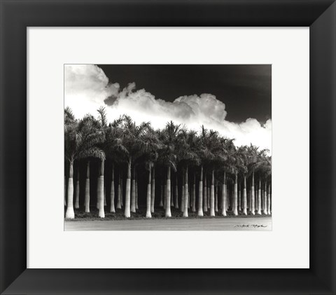 Framed White Palms, Costa Rica Print