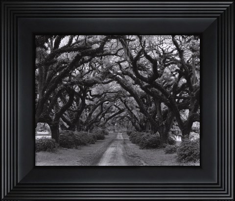 Framed Path In The Oaks #2, Louisiana Print