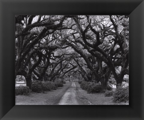 Framed Path In The Oaks #2, Louisiana Print