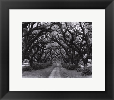 Framed Path In The Oaks #2, Louisiana Print