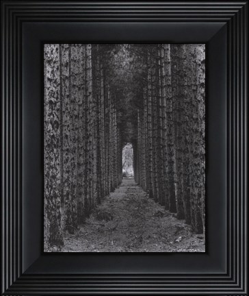 Framed Red Pines, Empire, Michigan Print