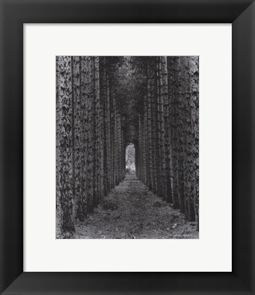Framed Red Pines, Empire, Michigan Print