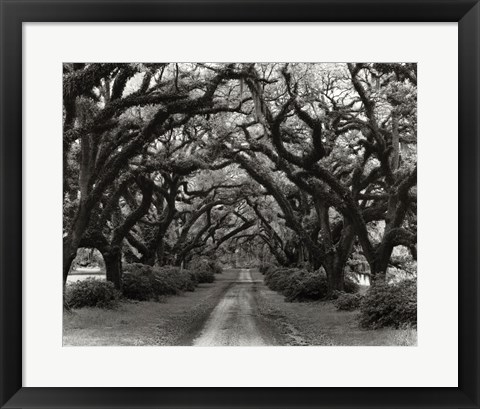 Framed Path In The Oaks #2, Louisiana Print