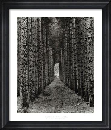 Framed Red Pines, Empire, Michigan Print