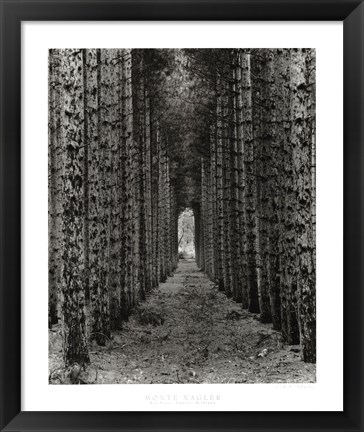 Framed Red Pines, Empire, Michigan Print