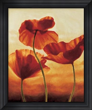 Framed Poppies In Sunlight II Print