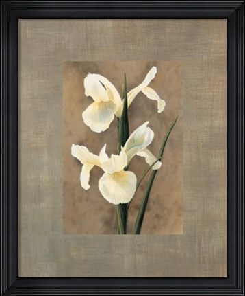 Framed Iris Print