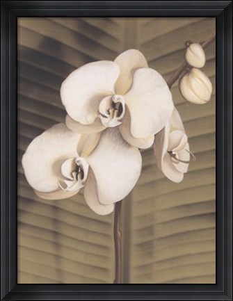 Framed Orchid with Palm II Print
