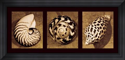 Framed Shell Trio Print
