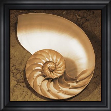 Framed Chambered Nautilus Print