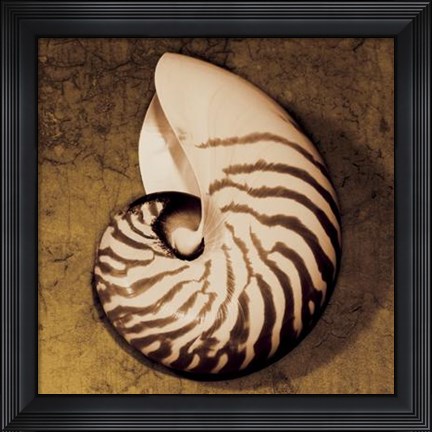 Framed Nautilus Print