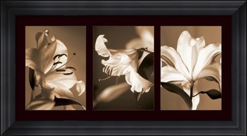 Framed Lily Trio Print