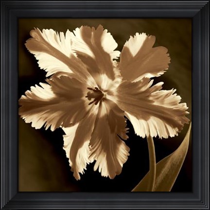 Framed Parrot Tulip I Print