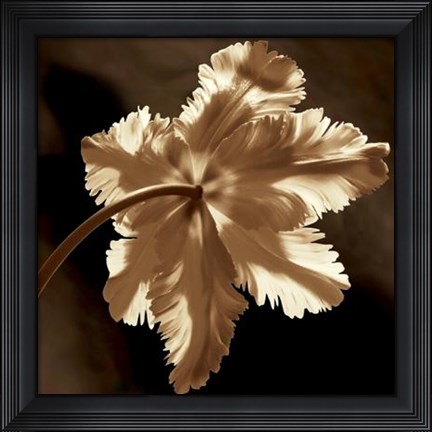 Framed Parrot Tulip II Print