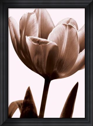 Framed Tulip In Sepia I Print