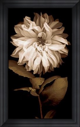 Framed Dahlia I Print