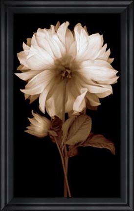 Framed Dahlia II Print
