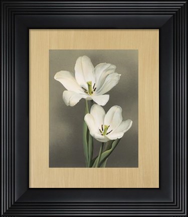Framed Tulipani Print