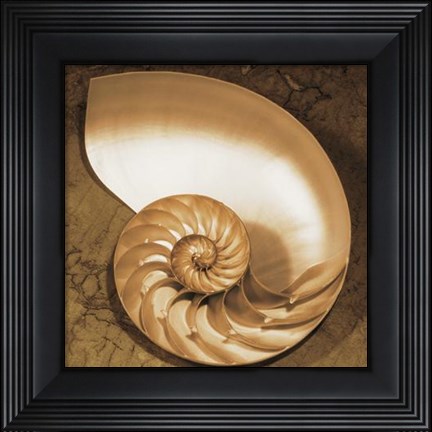 Framed Chambered Nautilus Print