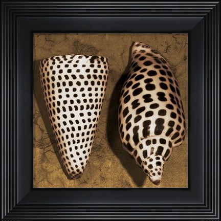 Framed Cone Seashell Print