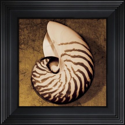Framed Nautilus Print