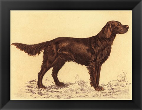 Framed Hunting Dogs-Setter Print