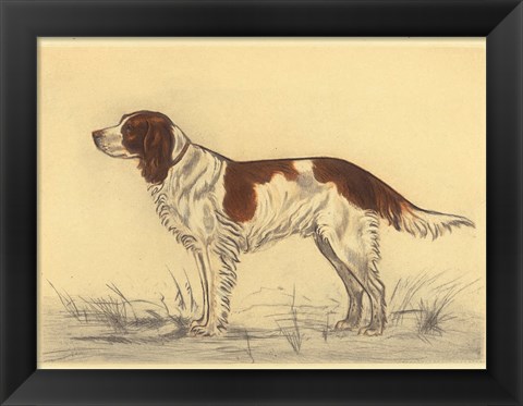 Framed Hunting Dogs-Spaniel Print