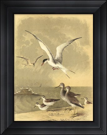 Framed Coastal Dwellers I Print