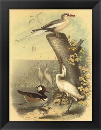 Framed Coastal Dwellers II Print